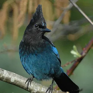 'Where's my peanuts!'