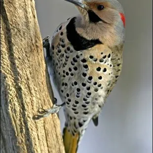 we have been graced by a pair of Northern Flickers. Beautiful!