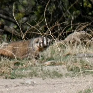 Not a guest. Maybe we are his?