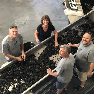 three people sorting grapes