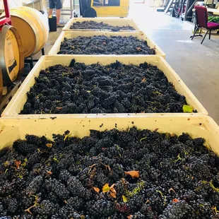 a large amount of grapes