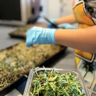 Microgreens for juices