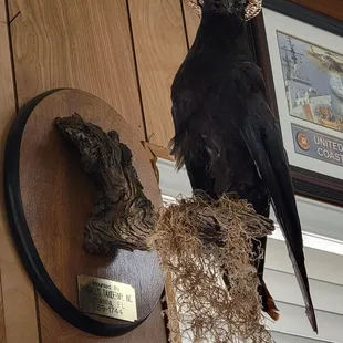 Old Crow