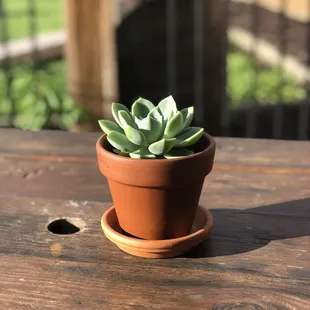 a small potted plant on a wooden table