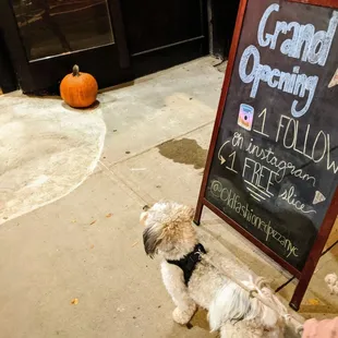 Puppy likes Old Fashioned Pizza