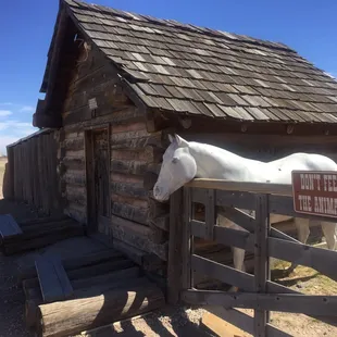 Don't feed the horses