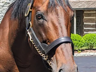 Coolmore America - Ashford Stud