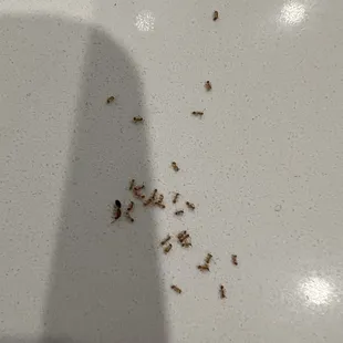 a lot of tiny insects