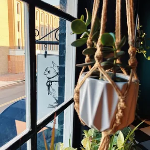 hanging planter in front of window