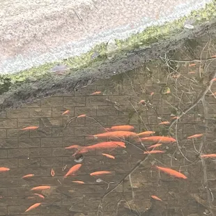 Carp in the stream