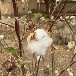 Cotton grows in the tiny garden