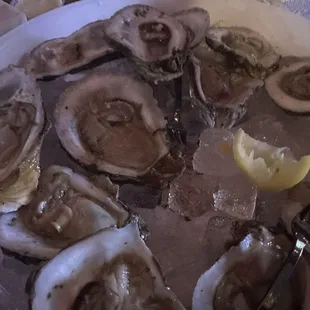 Oysters