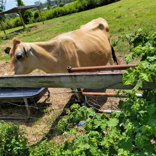 Cookie the cow not wanting to be milked. FYI the plant in front (tropical soda apple) has a lot of thorns, even on the leaves.