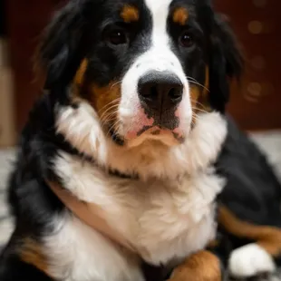 a dog laying on the floor