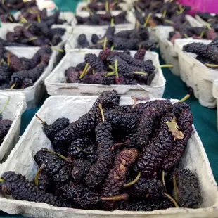 Magiccal mulberries! Still available this season but not for long!