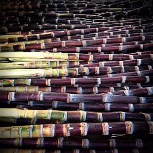 Fresh Sugar Cane for sale