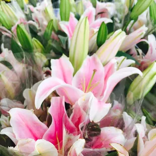 Such pretty stargazer 2.26.16