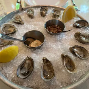 Oysters