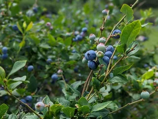 Fruits N Such Orchard