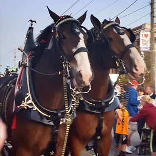 The Budweiser Clydesdales visited  Broad Ripple!  11.7.15