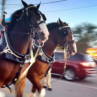 The Budeweiser Clydesdales