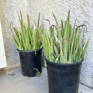 These are the aloe I bought for $5 each.