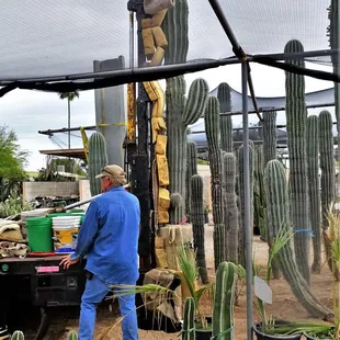 20180421 Mining Saguaros at Old Pueblo Cactus in Tucson