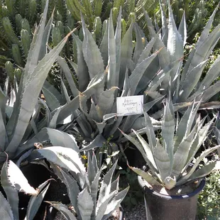 This picture was taken in July of 2009.