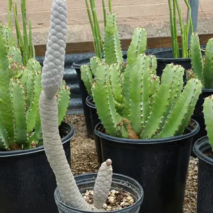 I wish this pine cone cactus could have fit in my carry-on.