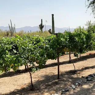 Old Pueblo Cellars vineyard