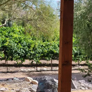 a view of a vineyard