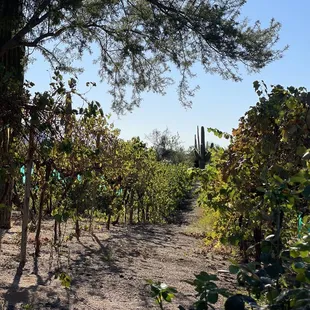 Vineyard