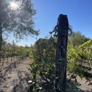 Malbec grape vines