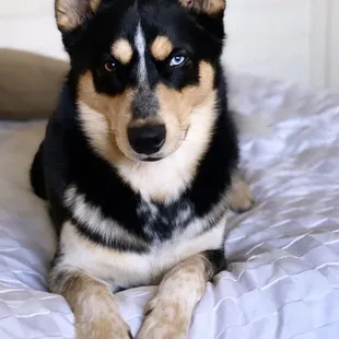 I've never known a pup healthier than him and I plan to keep it that way