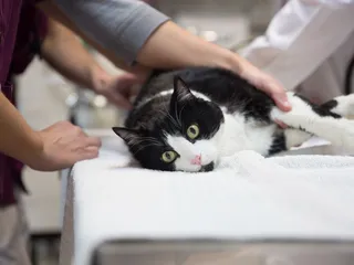 Tucson Veterinary Urgent Care