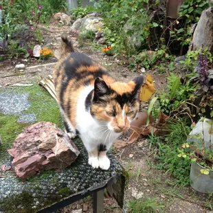 Friendly "shopping companions".