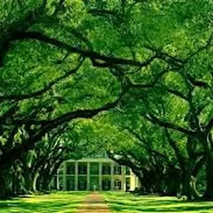 Oak Alley glory