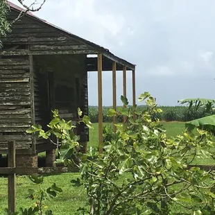 Laura Plantation property and sugar cane