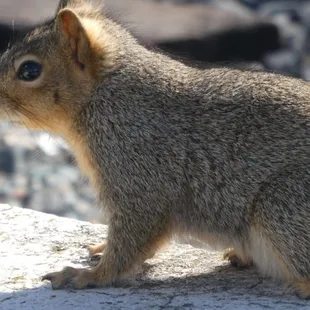 Squirrel looking for food.