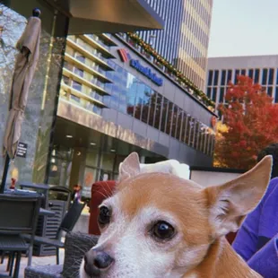 Wine on the patio with the pup