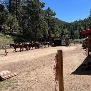 Our group horses.
