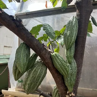 Cacao