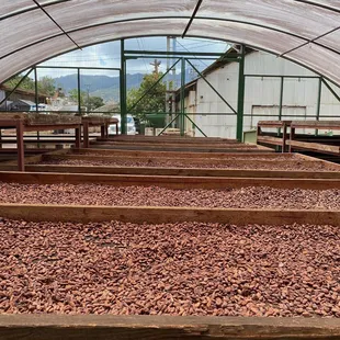 Cocoa beans out back