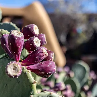Old Town Albuquerque