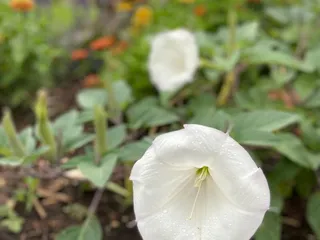 Garden of the Gods Resort and Club