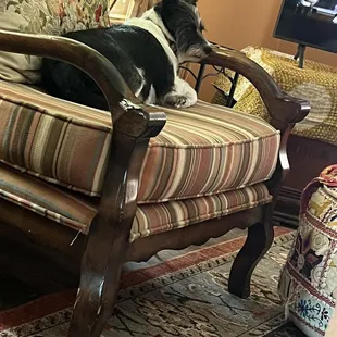 Nine year old Tootsie looking like a beautiful puppy.