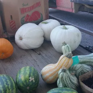 These white pumpkins were over 100 pounds each