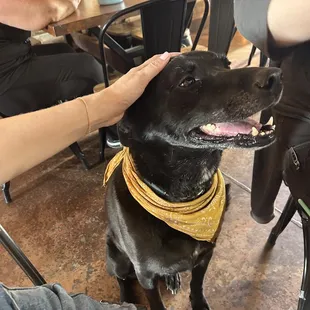 Dog