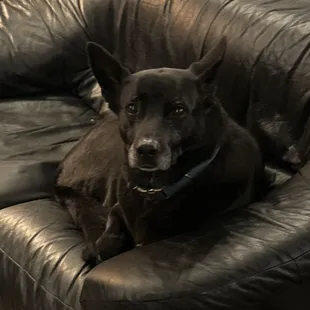 Sierra the brew dog.