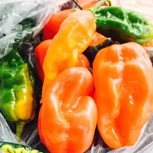 Jamaican scotch bonnet peppers and Ghost peppers